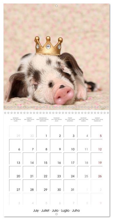 Produktbild: Sweet little piglets (Wall Calendar 2026 12 &times; 12 Inch) CALVENDO 12 Month Wall Calendar