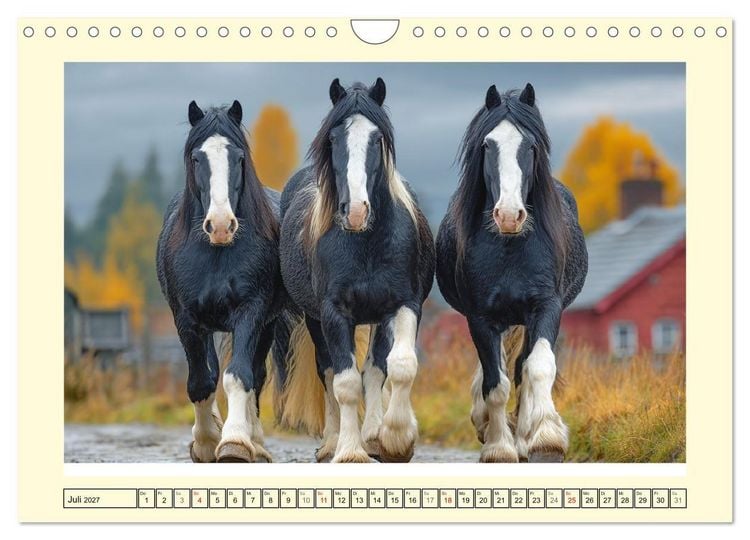 Produktbild: Shire Horse Zauber. Englands elegante Riesen (Wandkalender 2027 DIN A4 quer), CALVENDO Monatskalender