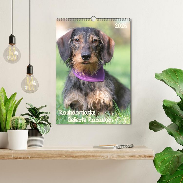 Produktbild: Geliebte Rabauken - Rauhaardackel (Wandkalender 2026 DIN A3 hoch), CALVENDO Monatskalender