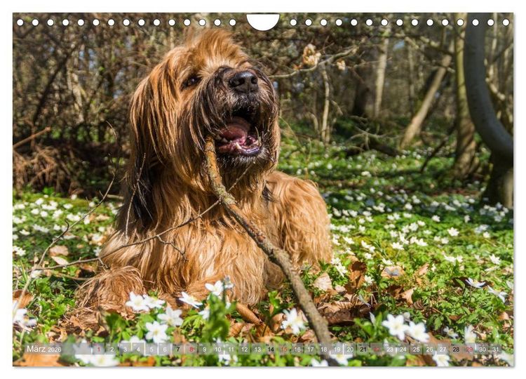 Produktbild: Briards - sanfte Riesen mit Temperament (Wandkalender 2026 DIN A4 quer), CALVENDO Monatskalender
