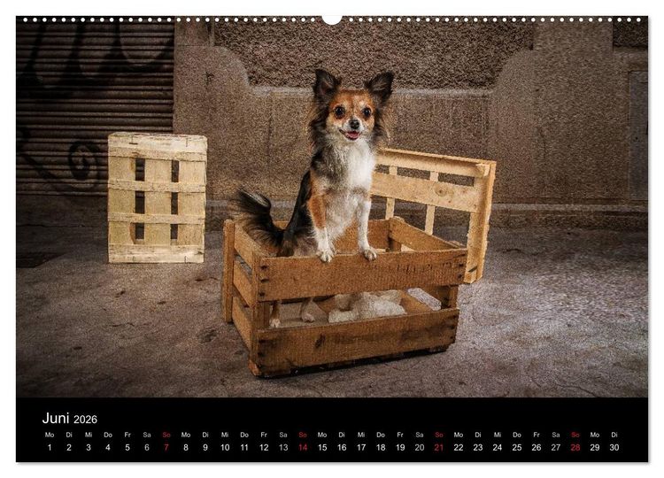 Produktbild: Chihuahuas - Cool and Cute (Wandkalender 2026 DIN A2 quer), CALVENDO Monatskalender