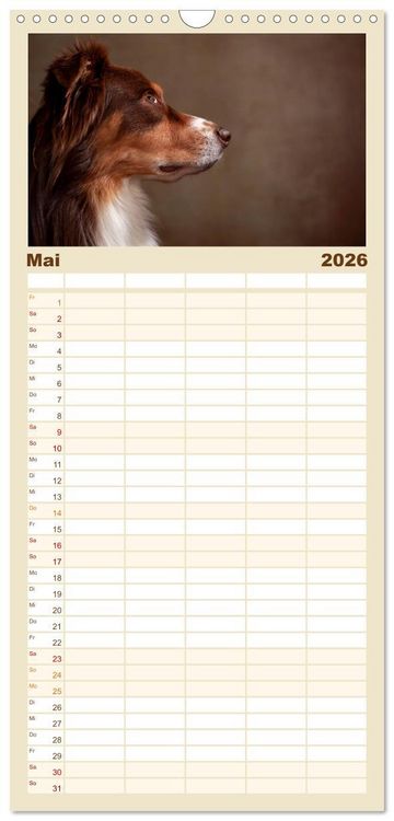 Produktbild: Familienplaner 2026 - Charmante Australian Shepherds mit 5 Spalten (Wandkalender, 21 x 45 cm) CALVENDO