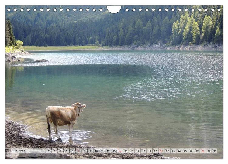 Produktbild: Gl&uuml;ckliche K&uuml;he auf saftigen Wiesen (Wandkalender 2026 DIN A4 quer), CALVENDO Monatskalender