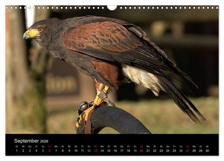 Produktbild: Greifv&ouml;gel (Wandkalender 2026 DIN A3 quer), CALVENDO Monatskalender