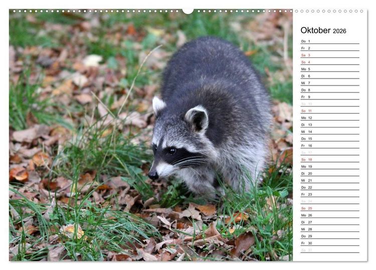Produktbild: Der kleine R&auml;uber mit Maske - Waschb&auml;ren (Wandkalender 2026 DIN A2 quer), CALVENDO Monatskalender