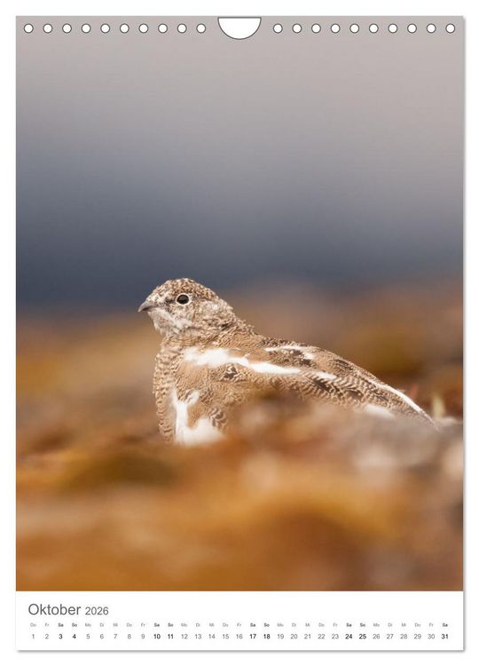 Produktbild: Die Arktis - Naturfotografien aus Spitzbergen (Wandkalender 2026 DIN A4 hoch), CALVENDO Monatskalender