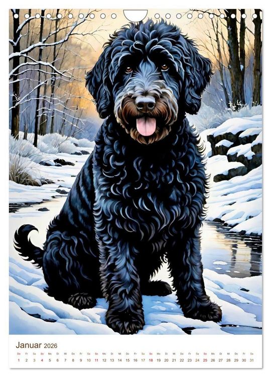 Produktbild: Der Labradoodle (Wandkalender 2026 DIN A4 hoch), CALVENDO Monatskalender