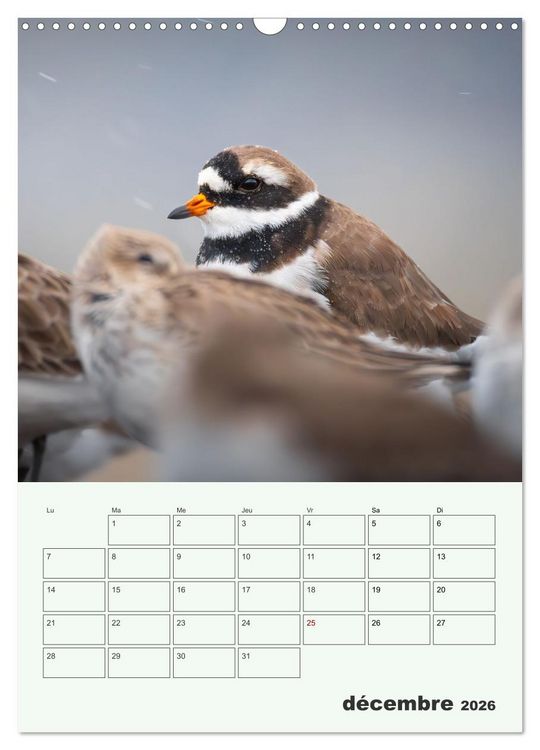 Produktbild: Le monde intime des oiseaux (Calendrier mural 2026 DIN A3 horizontal), CALVENDO calendrier mensuel