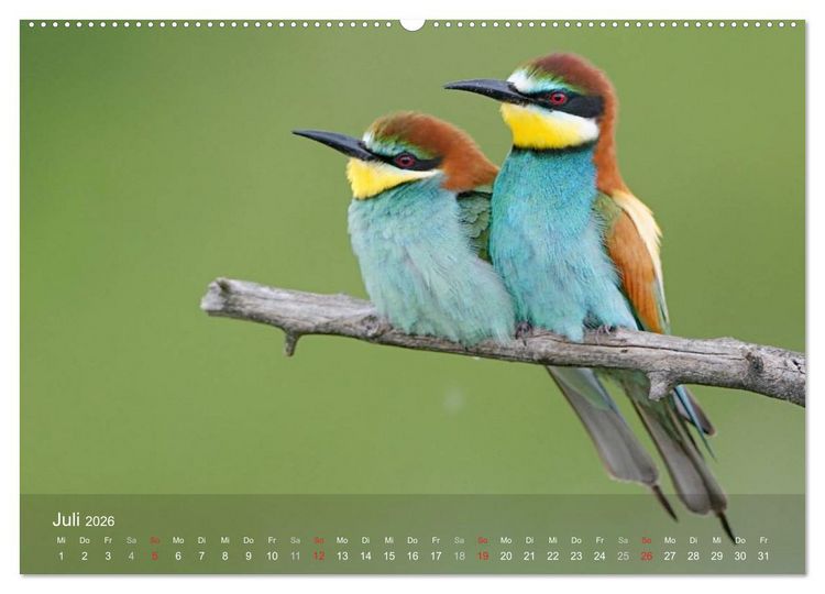 Produktbild: Europ&auml;ische Bienenfresser (Wandkalender 2026 DIN A2 quer), CALVENDO Monatskalender