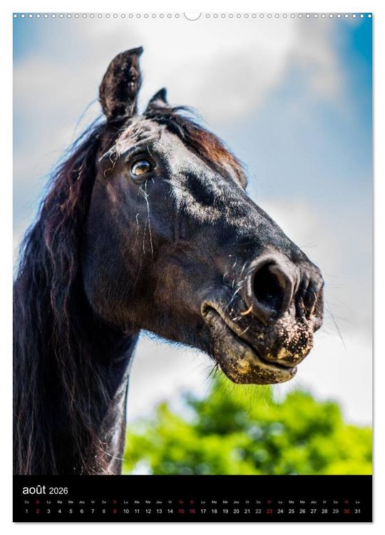 Produktbild: Chevaux en Portraits (Calendrier mural 2026 DIN A2 horizontal) calendrier de bureau