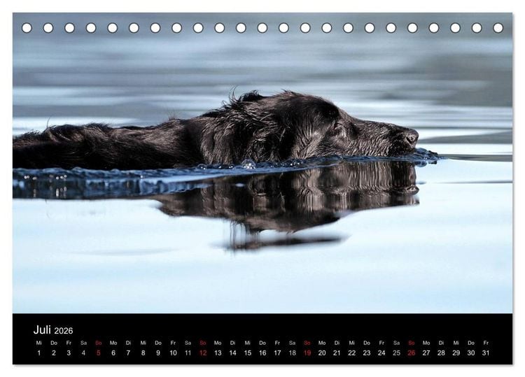 Produktbild: Flatcoated Retriever (Tischkalender 2026 DIN A5 quer), CALVENDO Monatskalender