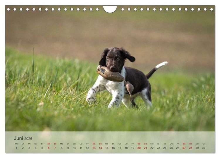 Produktbild: Treue Jagdgef&auml;hrten Der kleine M&uuml;nsterl&auml;nder (Wandkalender 2026 DIN A4 quer), CALVENDO Monatskalender