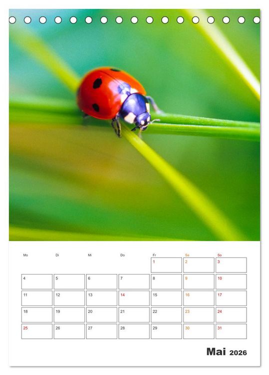 Produktbild: Kleines Gl&uuml;ck ganz gro&szlig;: Marienk&auml;fer! (Tischkalender 2026 DIN A5 hoch), CALVENDO Monatskalender