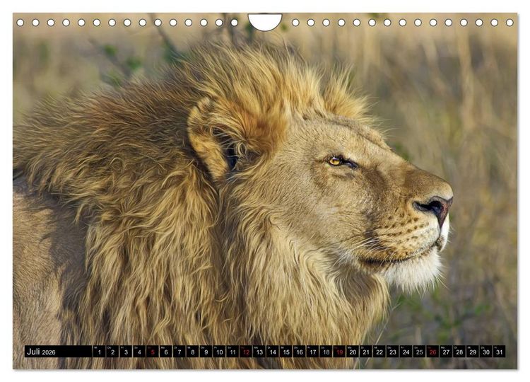 Produktbild: Wildes Leben in Afrika (Wandkalender 2026 DIN A4 quer), CALVENDO Monatskalender