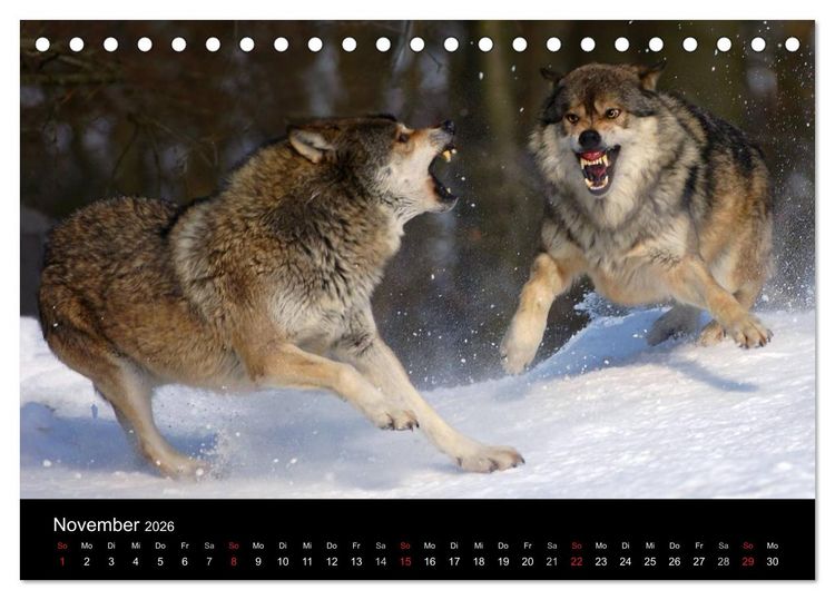 Produktbild: Kanadische W&ouml;lfe im Winter (Tischkalender 2026 DIN A5 quer), CALVENDO Monatskalender