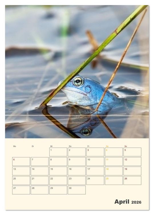 Produktbild: Moorfrosch Geheimnisse &ndash; Farben, Flirts & Froschkonzerte - Tanja Riedel (Wandkalender 2026 DIN A4 hoch), CALVENDO Monatskalender