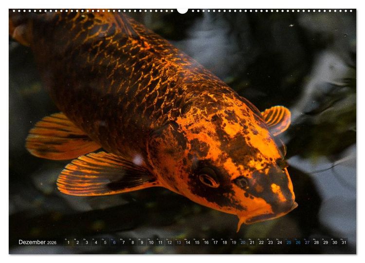 Produktbild: Nishikigoi oder Koi Karpfen (hochwertiger Premium Wandkalender 2026 DIN A2 quer), Kunstdruck in Hochglanz
