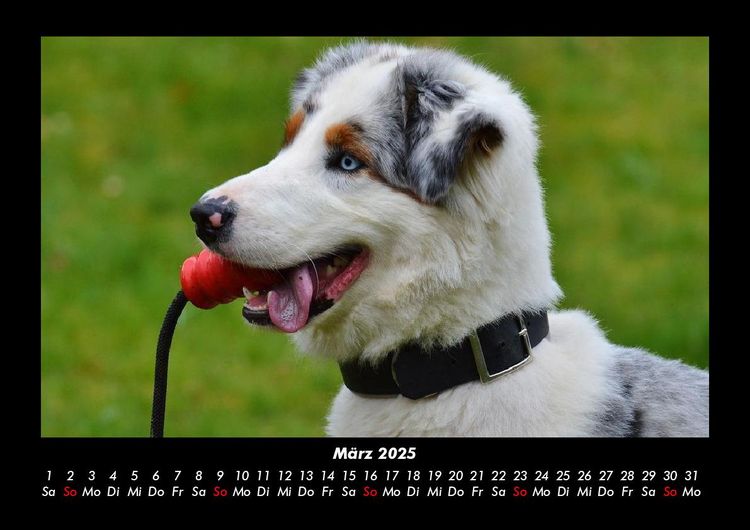 Produktbild: Der Hundekalender 2025 Fotokalender DIN A3