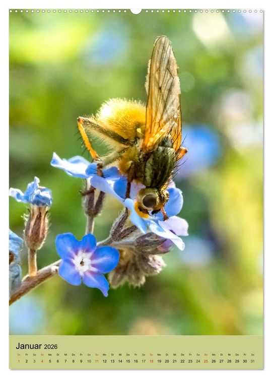 Produktbild: INSEKTENWELT - Heimische N&uuml;tzlinge ganz nah (hochwertiger Premium Wandkalender 2026 DIN A2 hoch), Kunstdruck in Hochglanz