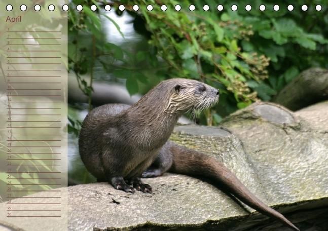 Produktbild: Fischotter Geburtstagskalender (Tischkalender immerw&auml;hrend DIN A5 quer)