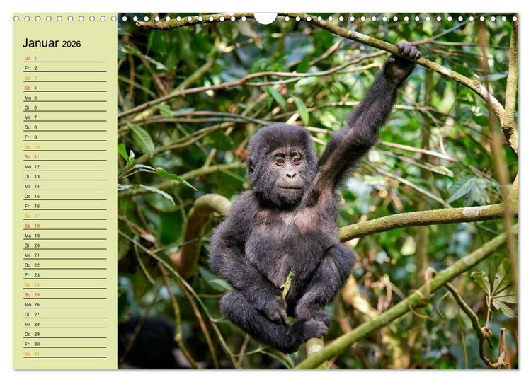 Produktbild: Ugandas wilde Menschenaffen (Wandkalender 2026 DIN A3 quer), CALVENDO Monatskalender