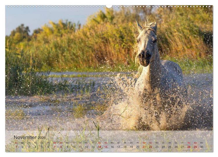 Produktbild: Die wei&szlig;en Pferde der Camargue (hochwertiger Premium Wandkalender 2026 DIN A2 quer), Kunstdruck in Hochglanz