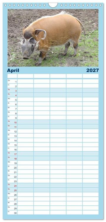Produktbild: Familienplaner 2027 - Tierische Schweinerei mit 5 Spalten (Wandkalender, 21 x 45 cm) CALVENDO