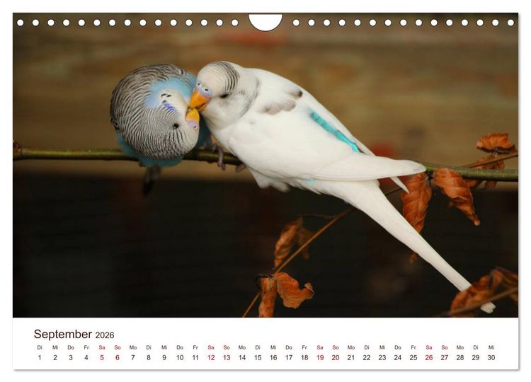 Produktbild: Wellensittiche - der NEUE Kalender (Wandkalender 2026 DIN A4 quer), CALVENDO Monatskalender