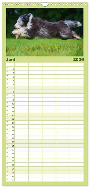 Produktbild: Familienplaner 2026 - Liebenswerter Clown Bearded Collie mit 5 Spalten (Wandkalender, 21 x 45 cm) CALVENDO
