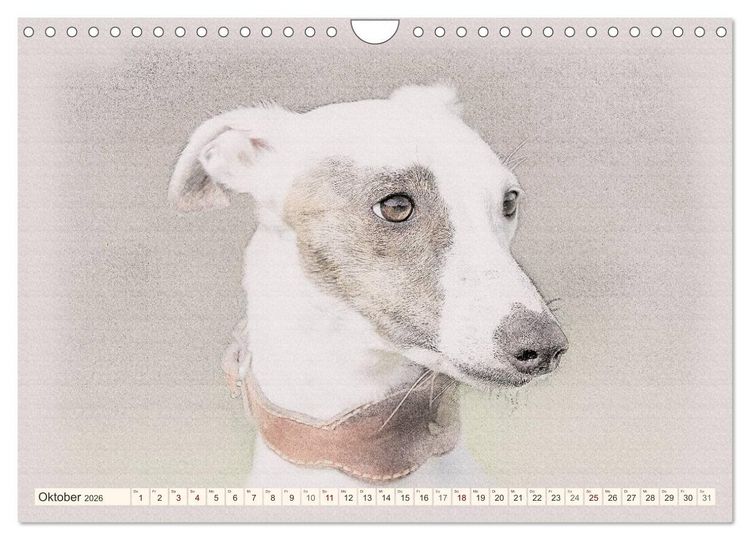 Produktbild: Whippet 2026 (Wandkalender 2026 DIN A4 quer), CALVENDO Monatskalender