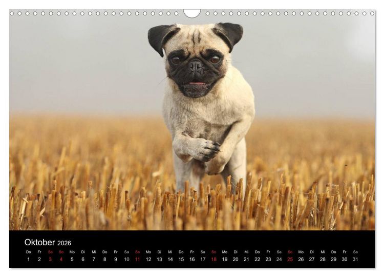 Produktbild: Der MOPS-Kalender (Wandkalender 2026 DIN A3 quer), CALVENDO Monatskalender