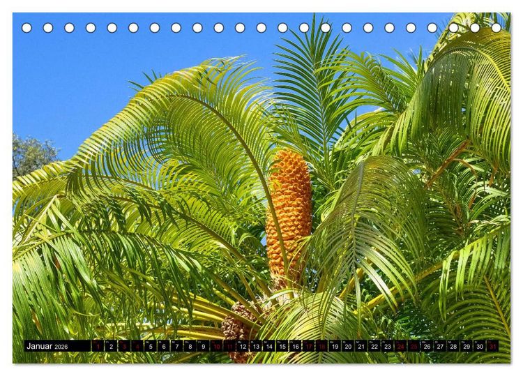 Produktbild: Botanischer Garten Palermo (Tischkalender 2026 DIN A5 quer), CALVENDO Monatskalender
