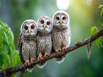 Produktbild: CALVENDO Puzzle Drei kleine K&auml;uzchen auf dem Ast | 1000 Teile Lege-Gr&ouml;&szlig;e 64x48cm Foto-Puzzle f&uuml;r gl&uuml;ckliche Stunden