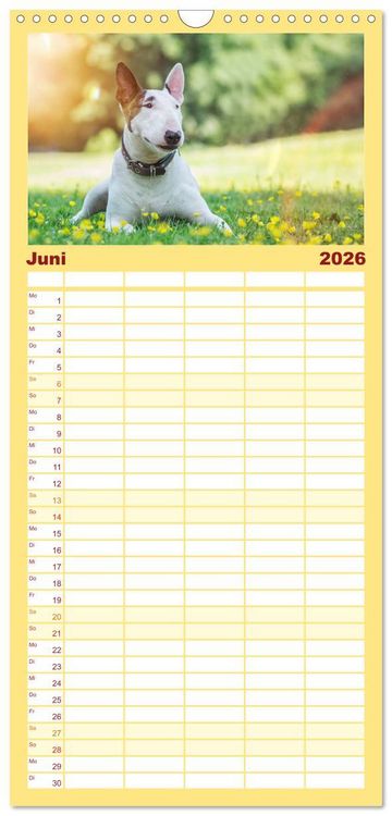Produktbild: Familienplaner 2026 - Bullterrier mit 5 Spalten (Wandkalender, 21 x 45 cm) CALVENDO