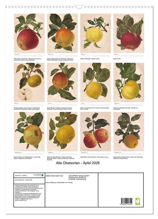 Produktbild: Alte Obstsorten - &Auml;pfel 2026 (Wandkalender 2026 DIN A2 hoch), CALVENDO Monatskalender