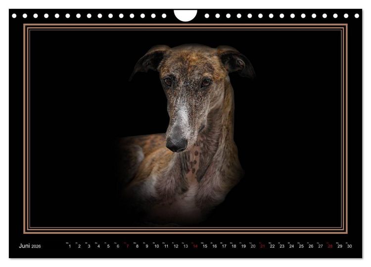 Produktbild: Galgo Espa&ntilde;ol 2026- Der spanische Windhund (Wandkalender 2026 DIN A4 quer), CALVENDO Monatskalender