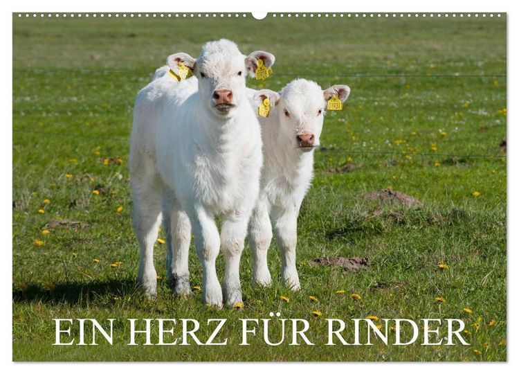 Produktbild: Ein Herz f&uuml;r Rinder (Wandkalender 2026 DIN A2 quer), CALVENDO Monatskalender