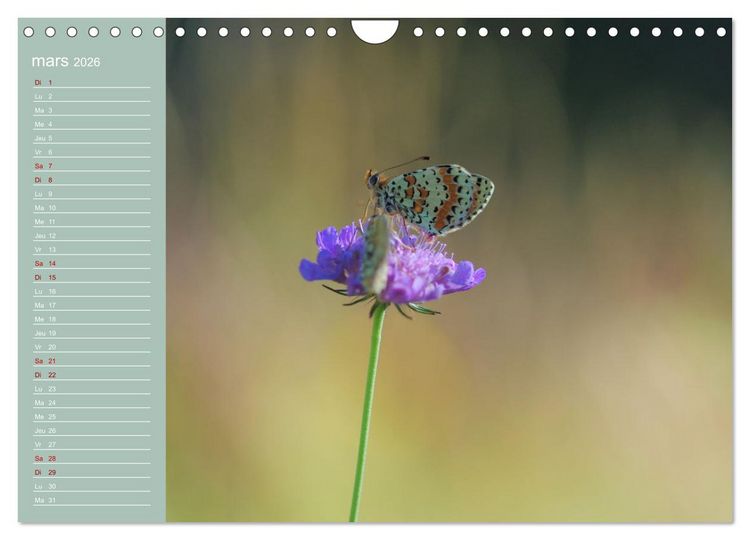 Produktbild: Merveilleux papillons (Calendrier mural 2026 DIN A4 vertical), CALVENDO calendrier mensuel