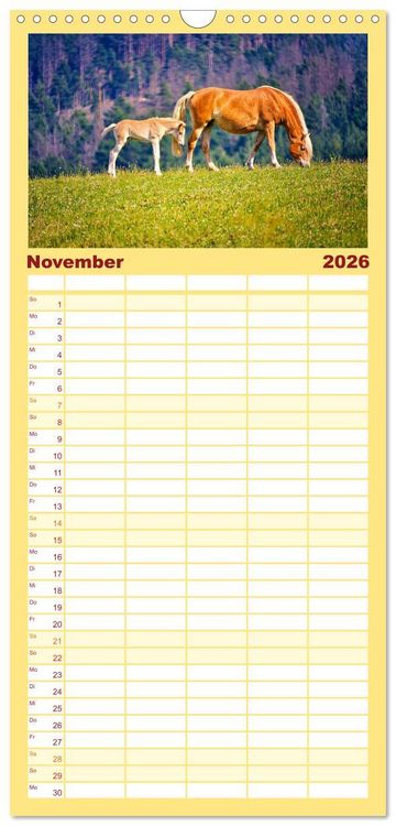 Produktbild: Familienplaner 2026 - Die besonderen Haflinger-Pferde mit 5 Spalten (Wandkalender, 21 x 45 cm) CALVENDO