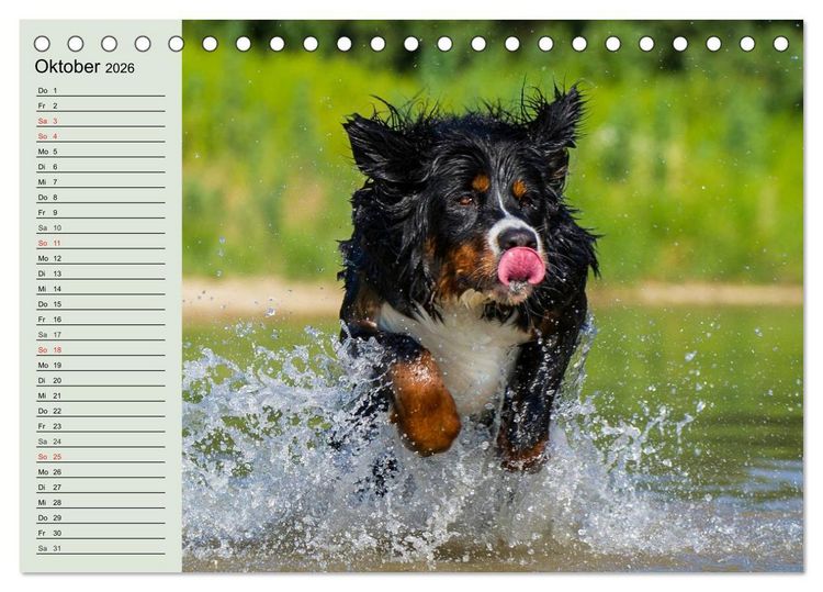 Produktbild: Berner Sennenhunde in Action (Tischkalender 2026 DIN A5 quer), CALVENDO Monatskalender