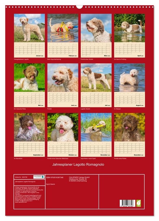Produktbild: Jahresplaner Lagotto Romagnolo (Wandkalender 2026 DIN A2 hoch), CALVENDO Monatskalender
