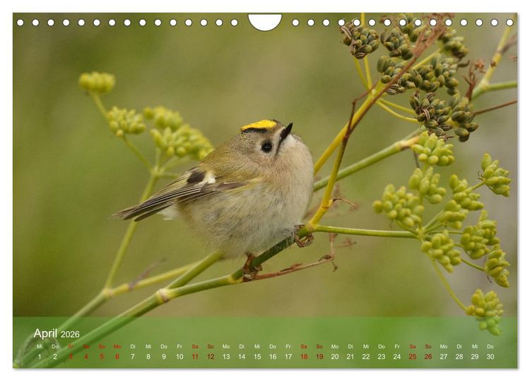 Produktbild: Wilde Vogelwelt Helgoland (Wandkalender 2026 DIN A4 quer), CALVENDO Monatskalender