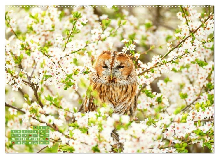 Produktbild: V&ouml;gel in unserer Heimat: Kiebitz, Wiedehopf und Turteltaube (Wandkalender 2026 DIN A2 quer), CALVENDO Monatskalender