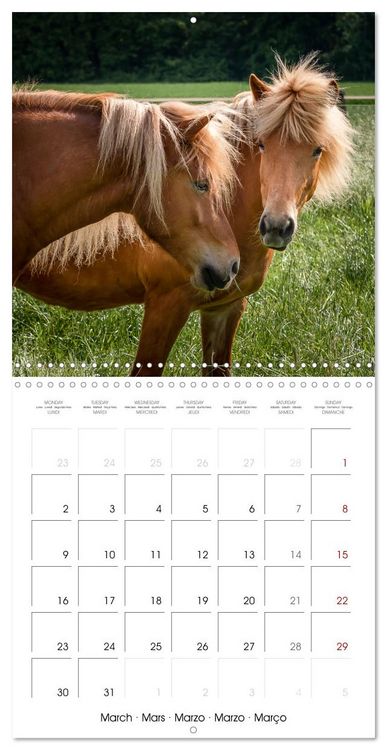 Produktbild: Charming Icelandic Horses (Wall Calendar 2026 12 &times; 12 Inch) CALVENDO 12 Month Wall Calendar