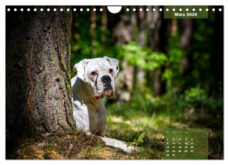 Produktbild: Boxer Frech und fr&ouml;hlich durch das Jahr (Wandkalender 2026 DIN A4 quer), CALVENDO Monatskalender