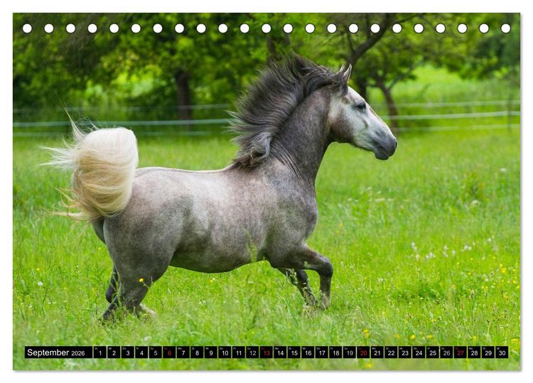 Produktbild: Traumpferd Lipizzaner (Tischkalender 2026 DIN A5 quer), CALVENDO Monatskalender