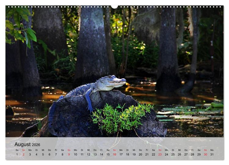 Produktbild: Gro&szlig;e Echsen. Krokodile und Alligatoren (hochwertiger Premium Wandkalender 2026 DIN A2 quer), Kunstdruck in Hochglanz