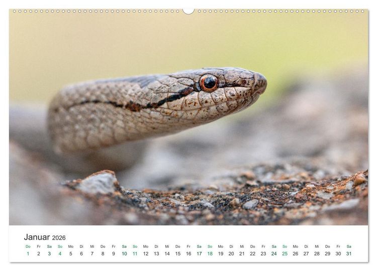 Produktbild: Schlangen - Portraits europ&auml;ischer Arten (hochwertiger Premium Wandkalender 2026 DIN A2 quer), Kunstdruck in Hochglanz
