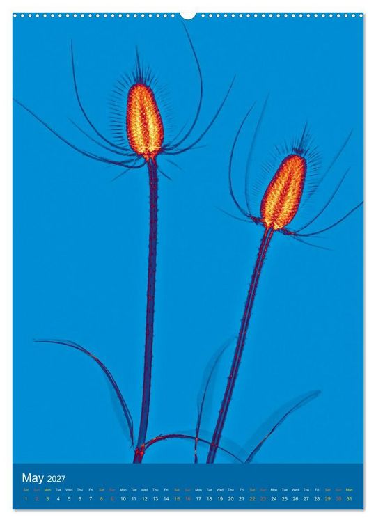 Produktbild: Blossoms between light and colour (Wall Calendar 2027 DIN A2 portrait), CALVENDO 12 Month Wall Calendar