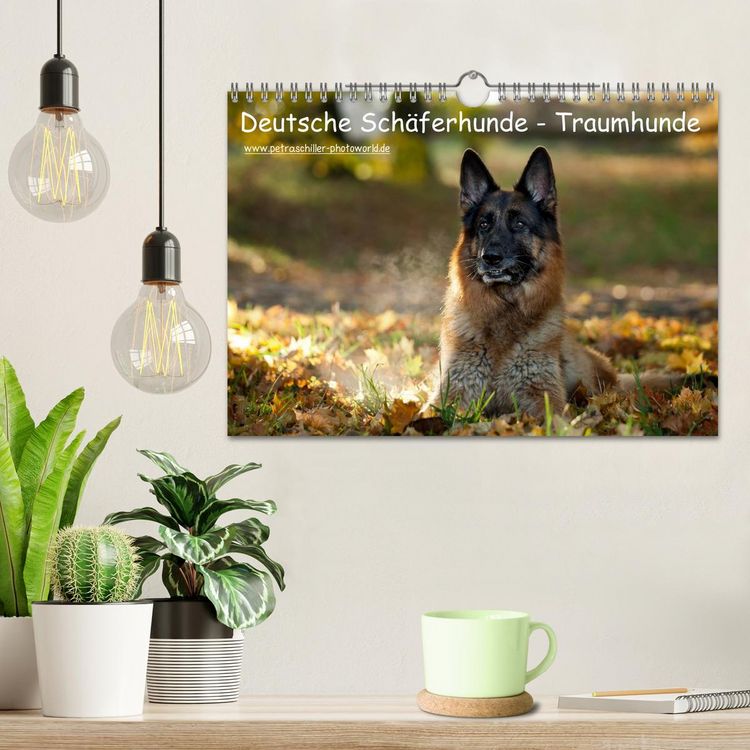 Produktbild: Deutsche Sch&auml;ferhunde - Traumhunde (Wandkalender 2026 DIN A4 quer), CALVENDO Monatskalender